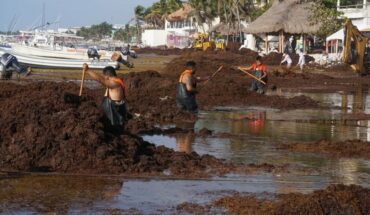 Autoridades prevén “cantidades excesivas de sargazo” en Quintana Roo