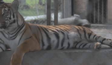Buscan mudar a tigres, lobos, antílopes de Zoológico en NL