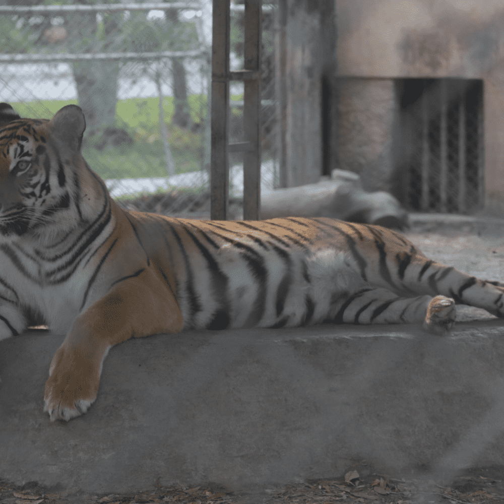 Buscan mudar a tigres, lobos, antílopes de Zoológico en NL