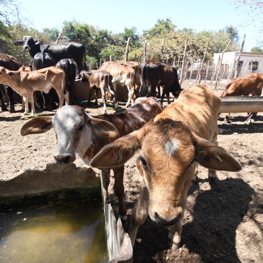 Ganaderos temen una sequía crítica este verano al sur de Sinaloa