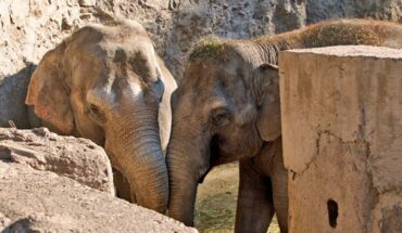 Mendoza: autorizan el traslado de dos elefantes a un santuario en Brasil