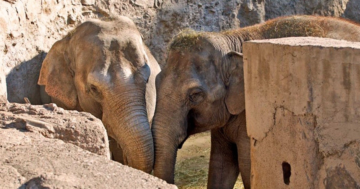 Mendoza: autorizan el traslado de dos elefantes a un santuario en Brasil