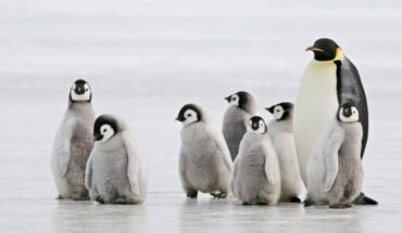 ONG pagará $2 millones al mes por contar pingüinos: ¿Cómo postular?