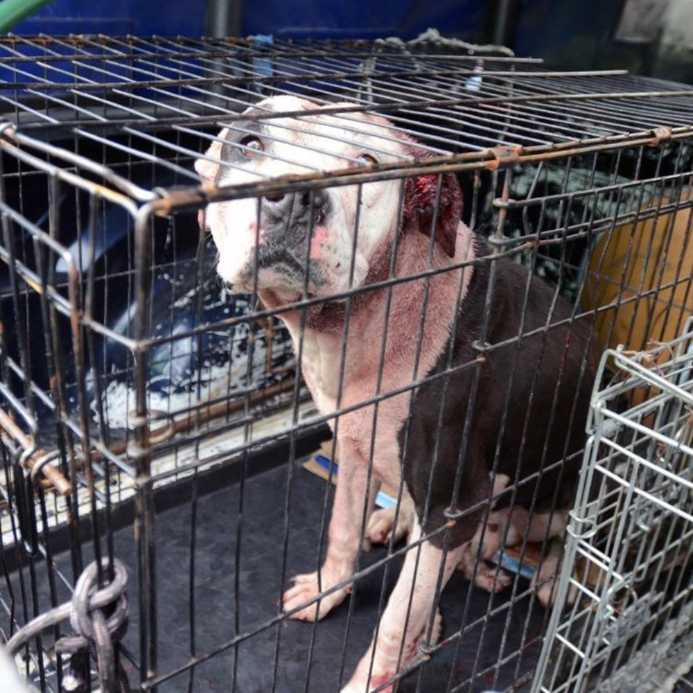 Perros de raza sufren explotación y maltrato en Jalisco