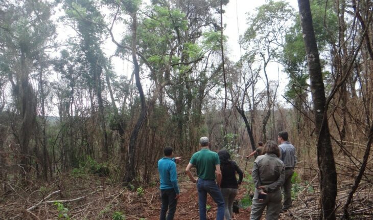 Ponen en marcha un proyecto para restaurar 340 hectáreas de selva incendiada