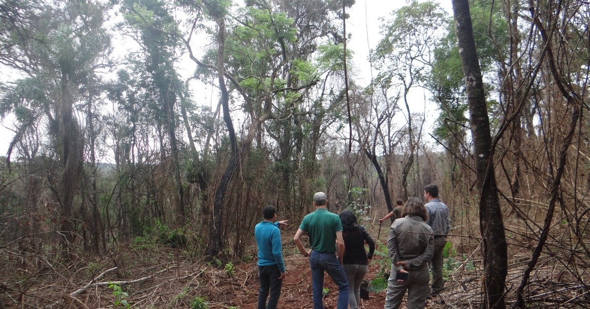 Ponen en marcha un proyecto para restaurar 340 hectáreas de selva incendiada