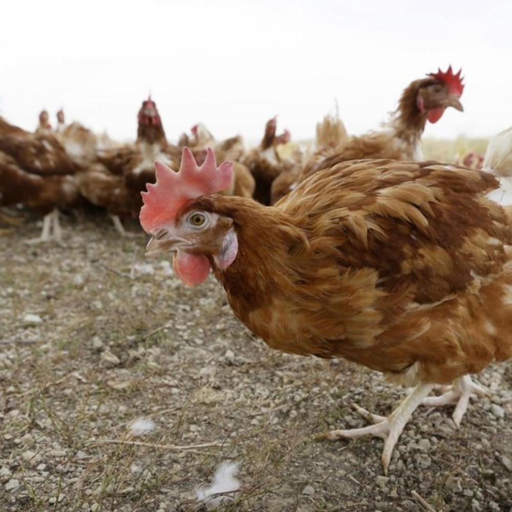 USA detects first case of H5N1 bird flu in human patient