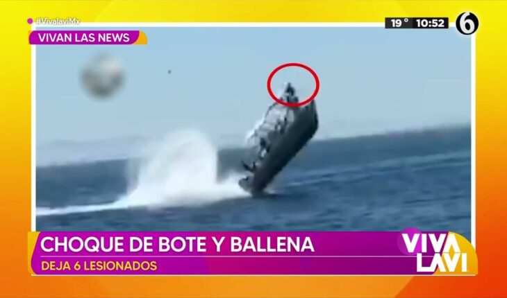 Video: Increíble choque de bote contra ballena | Vivalavi MX