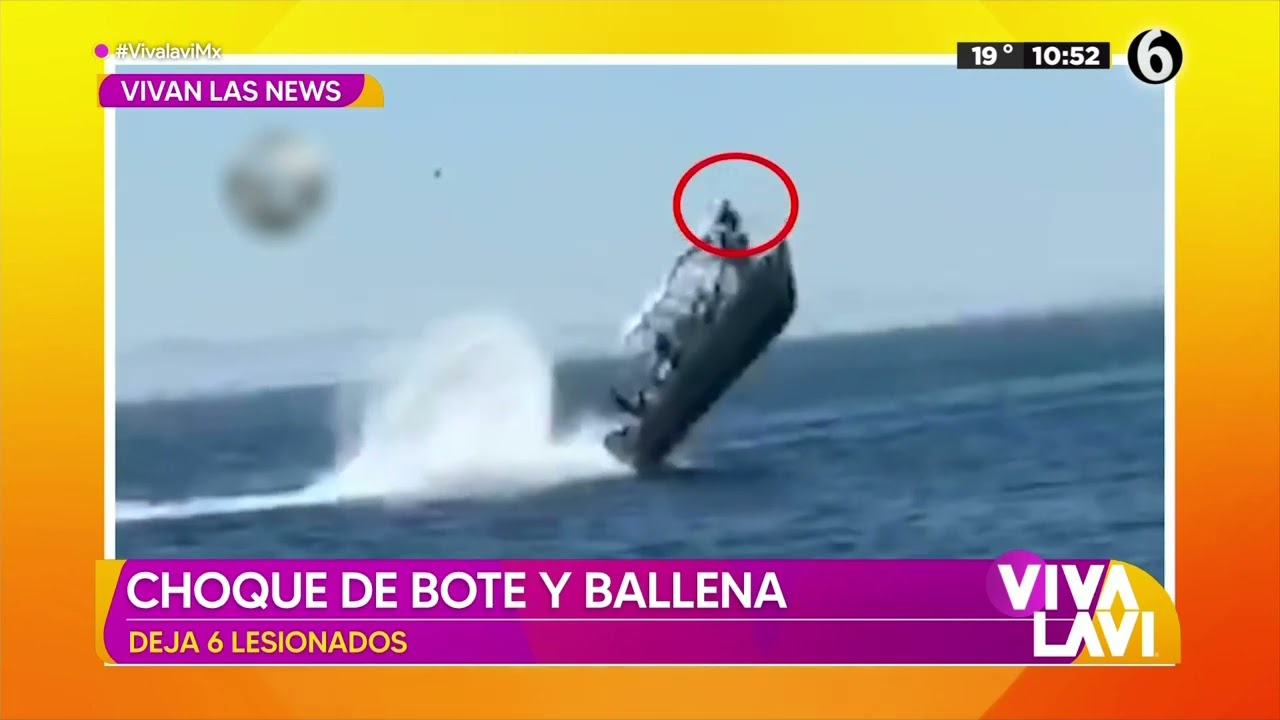 Increíble choque de bote contra ballena | Vivalavi MX