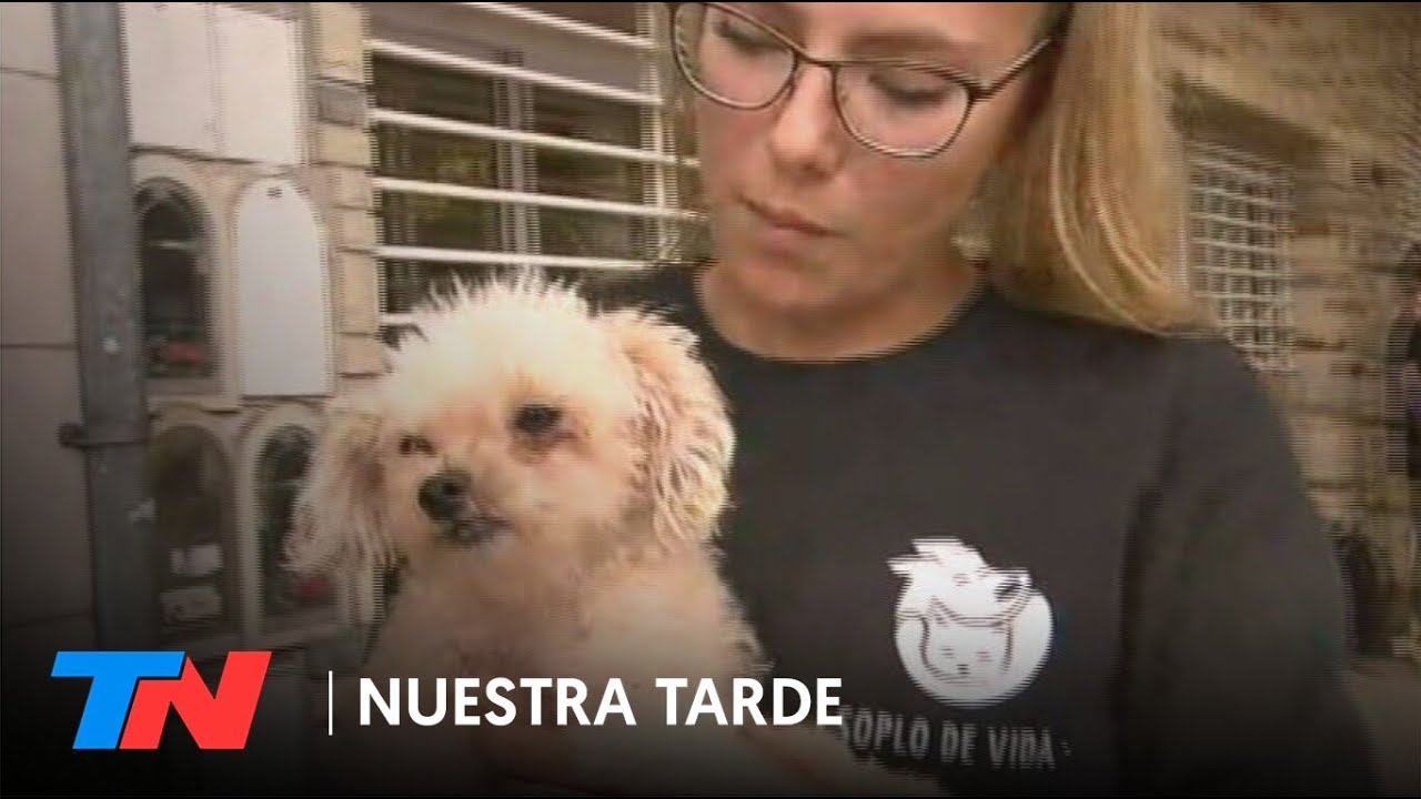 MALTRATO ANIMAL | Otro allanamiento en Parque Chas: trasladaron a los perros