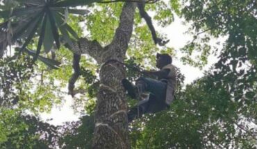 cómo mascar chicle orgánico ayuda a conservar la selva maya