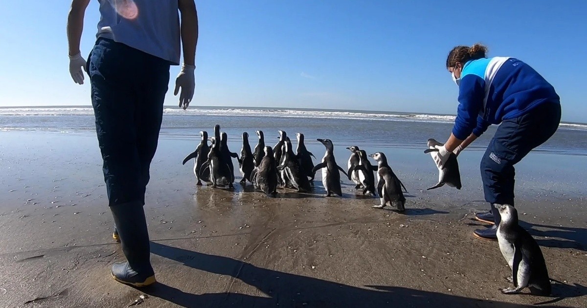 18 pingüinos regresaron al mar tras un período de rehabilitación