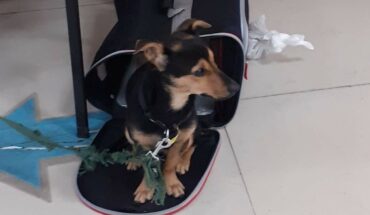 “Coco”, el perro que fue varado en Ezeiza, será vacunado y quedará en cuarentena