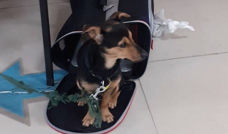 “Coco”, el perro que fue varado en Ezeiza, será vacunado y quedará en cuarentena