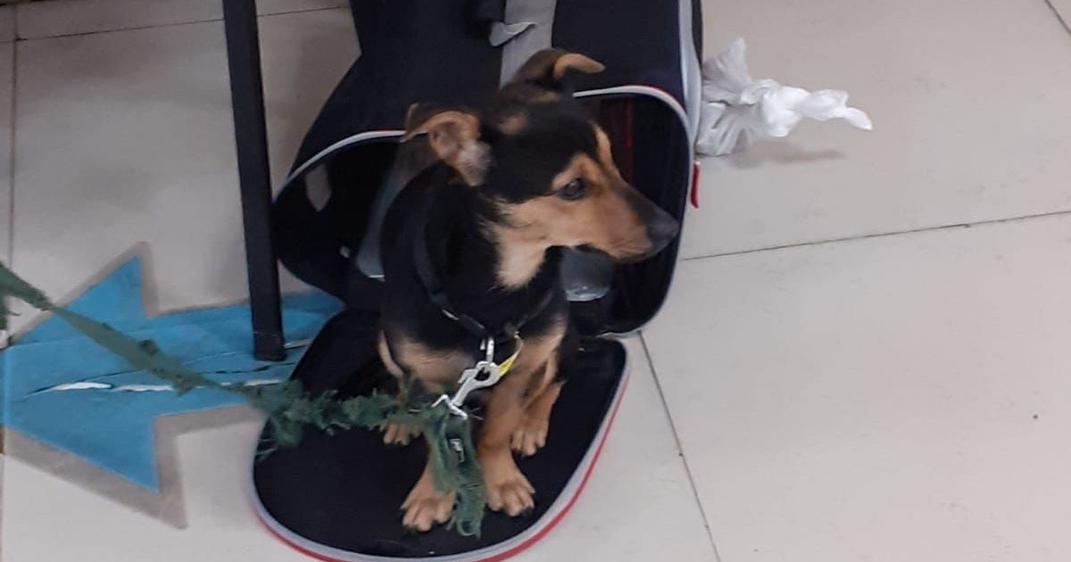 "Coco", el perro que fue varado en Ezeiza, será vacunado y quedará en cuarentena