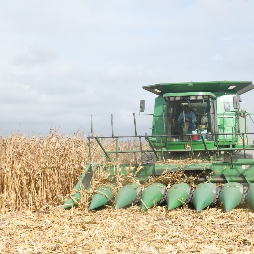Corn threshing records a 10% advance: AARSP
