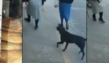 Dog captured “steals cemitas” in action in Acajete, Puebla