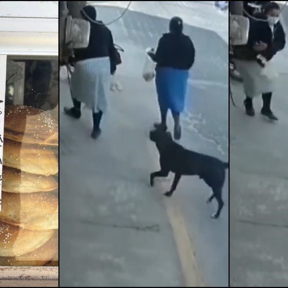 Dog captured "steals cemitas" in action in Acajete, Puebla