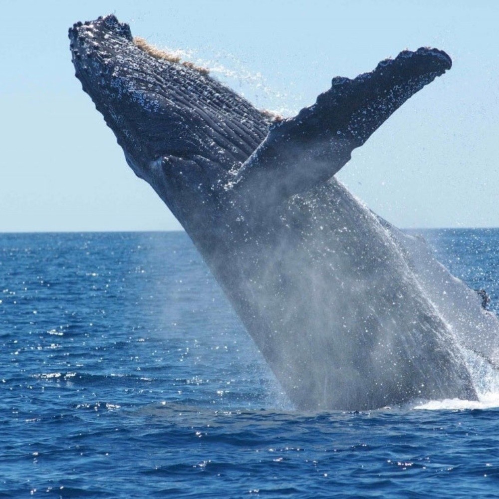 Gulf of California, refuge of the gray whale in Mexico