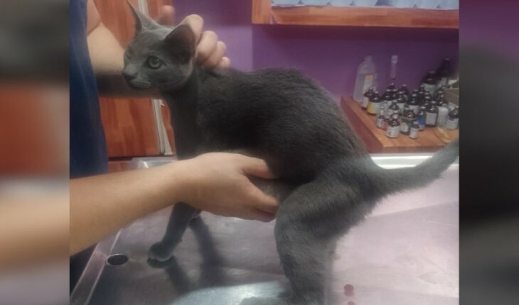 Kitten rescued in Sinaloa with tumors weighing almost 1 kilo