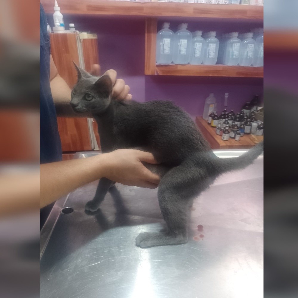 Kitten rescued in Sinaloa with tumors weighing almost 1 kilo