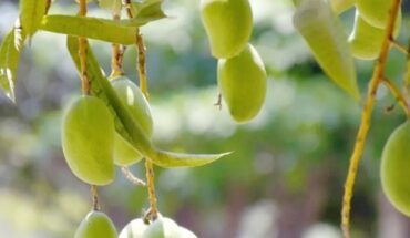 La cosecha de mango entra en junio en Sinaloa