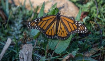 Monarch butterfly presence increased 35% in 2021 in Mexico’s forests