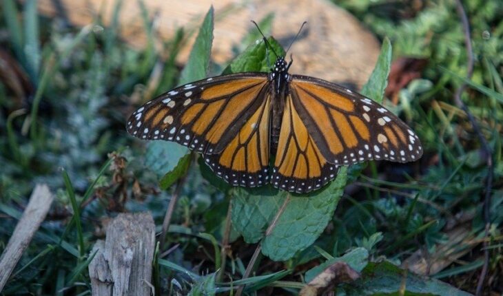 Monarch butterfly presence increased 35% in 2021 in Mexico’s forests