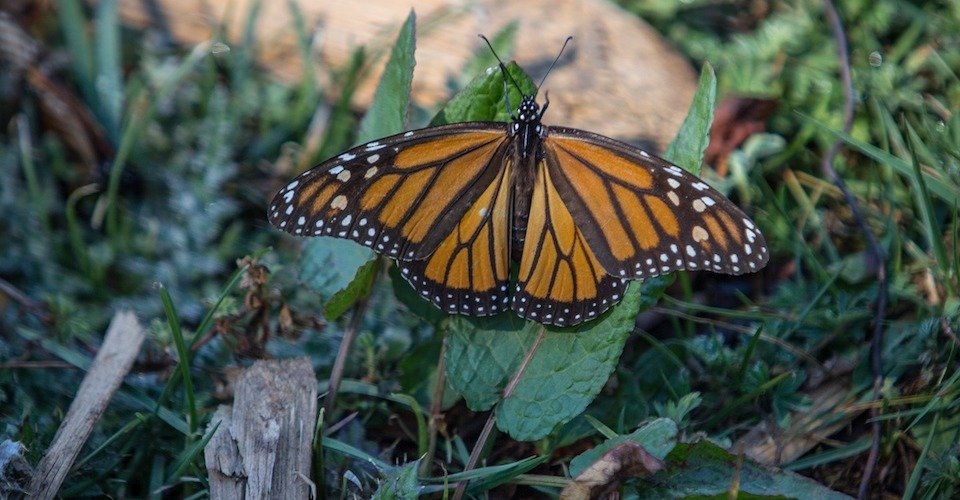 Monarch butterfly presence increased 35% in 2021 in Mexico's forests
