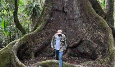 Noh Bec, hogar de caobas centenarias, busca un futuro más allá del árbol