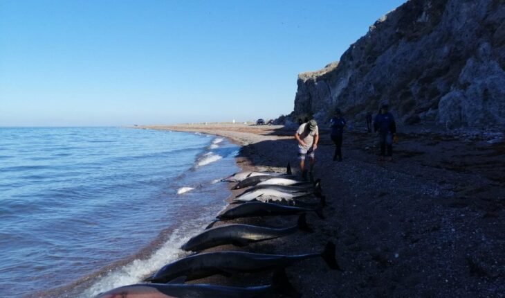 Profepa investiga muerte de 33 delfines en Baja California Sur