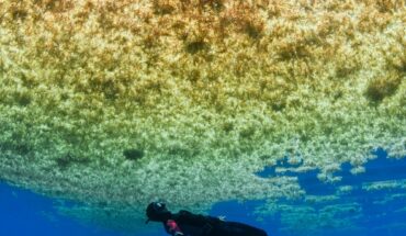 Quintana Roo has more sargassum than the last 4 years