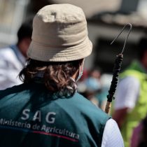 SAG confirma presencia de mosca de la fruta en nueve comunas de la región Metropolitana: se han detectado dos mil ejemplares