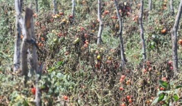 Sin reporte de plagas anormales en cultivos en Guasave