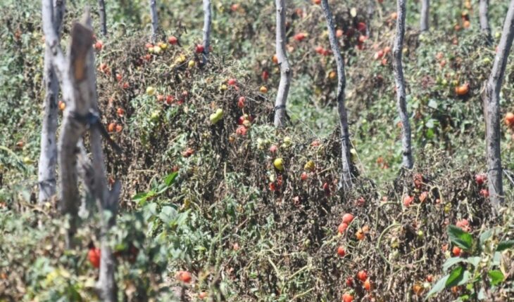 Sin reporte de plagas anormales en cultivos en Guasave