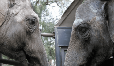 The two elephants heading to Brazil are “in good condition and calm”