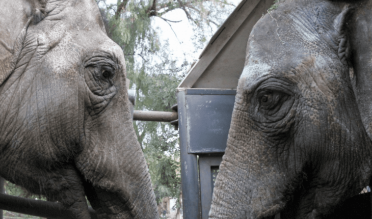 The two elephants heading to Brazil are “in good condition and calm”