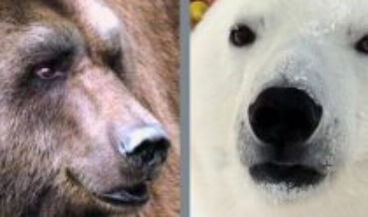 Científicos hallan una respuesta para la evolución entrelazada entre osos pardos y polares