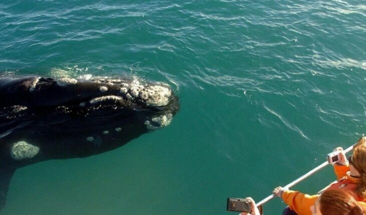 Comenzó la temporada de avistamiento de ballenas en Puerto Pirámides