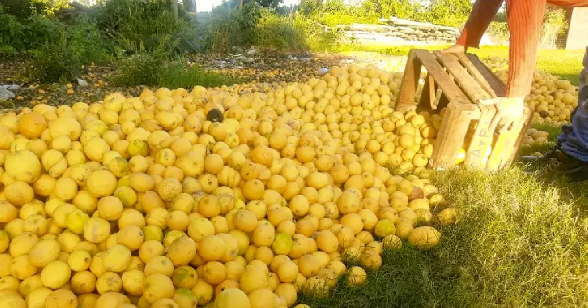 Corrientes: productores tiraron limones ante la falta de gasoil
