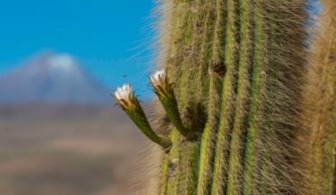 El proyecto de conservación de cactus nativos