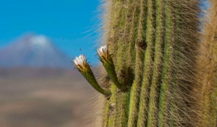 El proyecto de conservación de cactus nativos