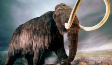 Encuentran cría de mamut congelado en Canadá