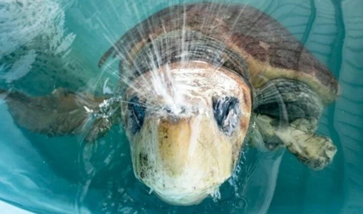 Florida: Salvaron a una tortuga gigante que había sido atacada por un tiburón