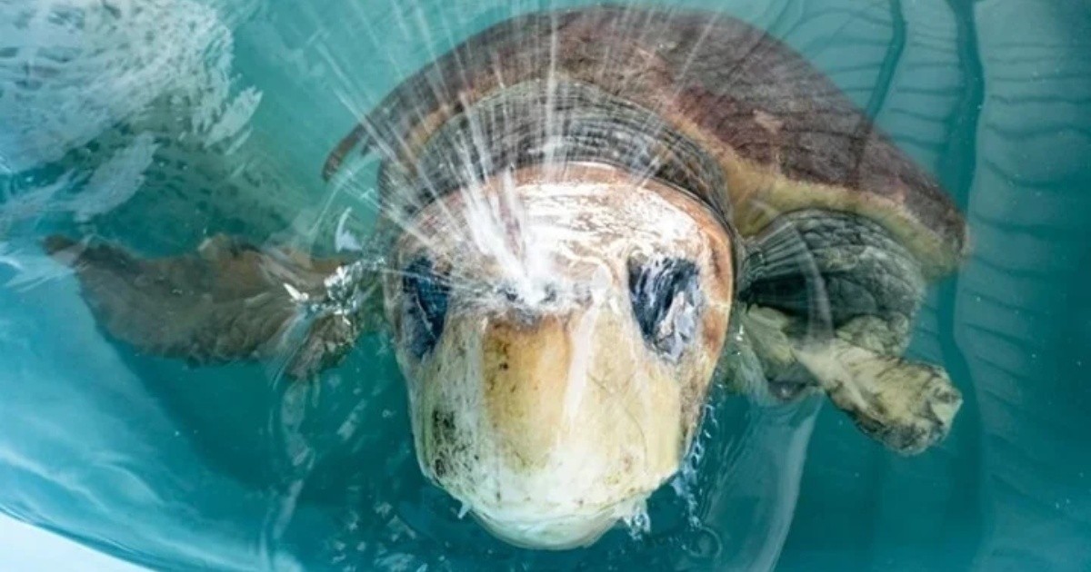 Florida: Salvaron a una tortuga gigante que había sido atacada por un tiburón