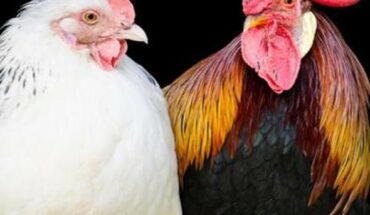 Irapuato, tendrá ‘Expo de criadores de gallos de ornato’