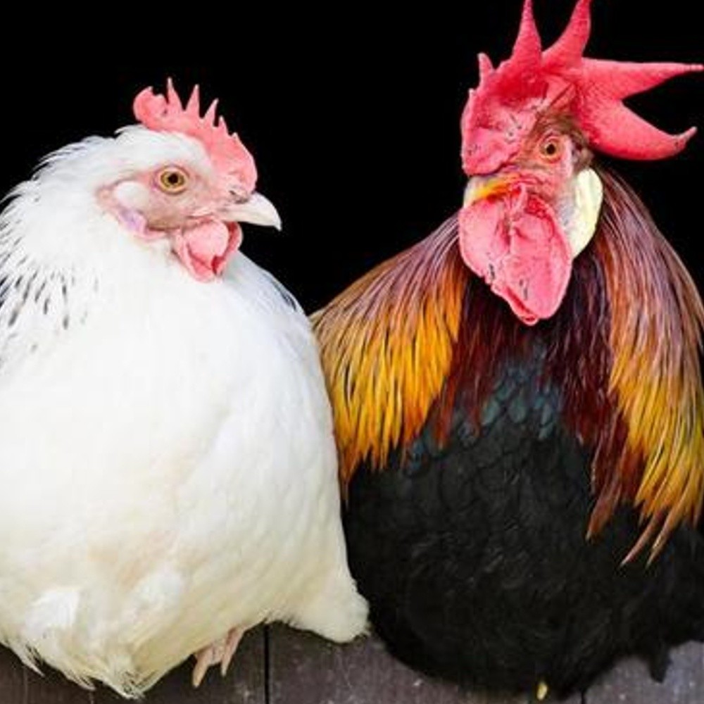 Irapuato, tendrá 'Expo de criadores de gallos de ornato'