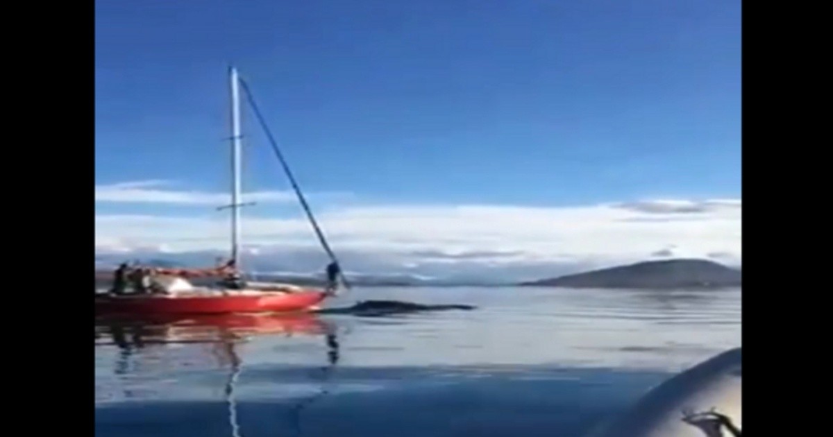 NGO will denounce those responsible for a sailboat that rammed a whale