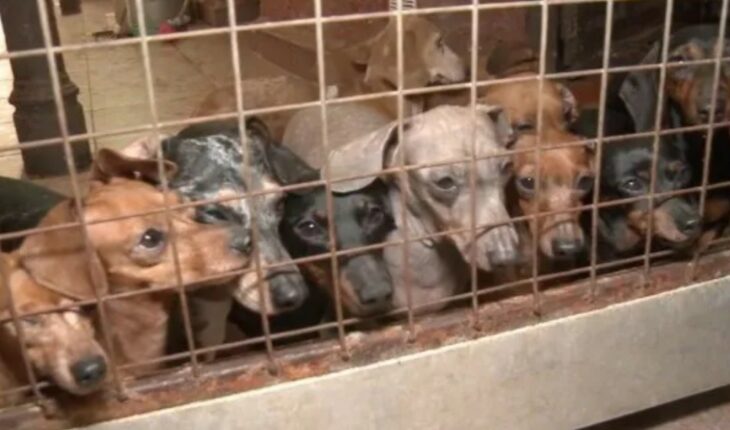 Rescataron 55 perros salchichas de un criadero ilegal en Caballito