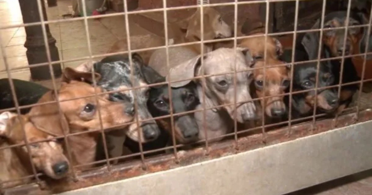Rescataron 55 perros salchichas de un criadero ilegal en Caballito